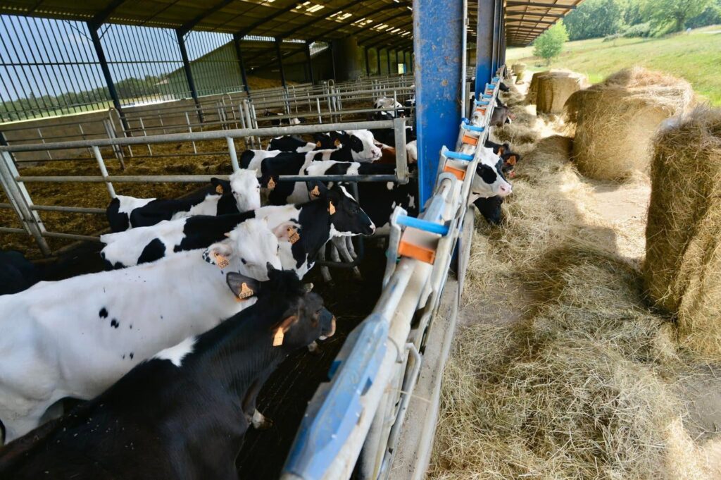 "L’élevage traditionnel bovin est vertueux et de qualité."